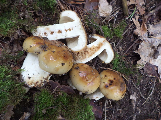 plávka smradľavá Russula foetens Pers.