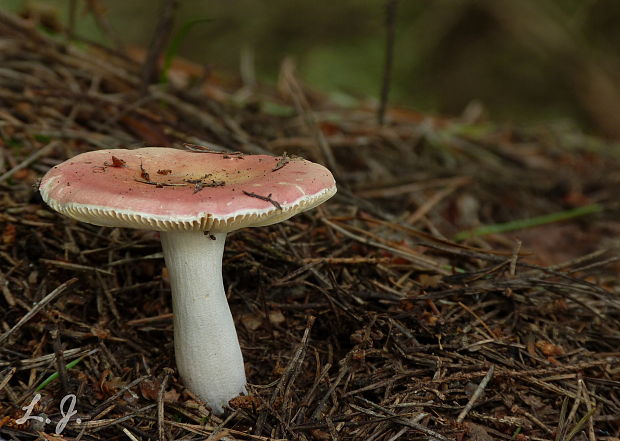 plávka Russula sp.