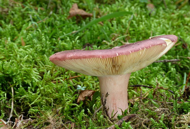 plávka Russula sp.