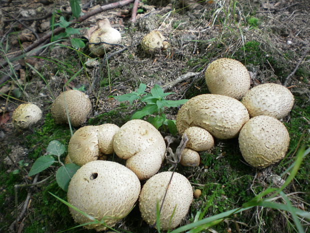 pestrec obyčajný Scleroderma citrinum Pers.