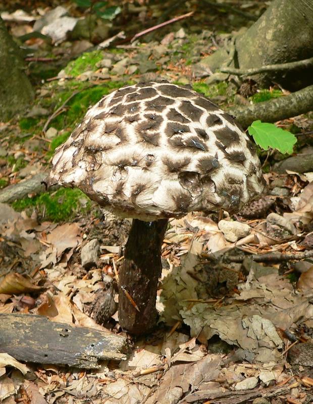 šiškovec šupinatý Strobilomyces strobilaceus (Scop.) Berk.