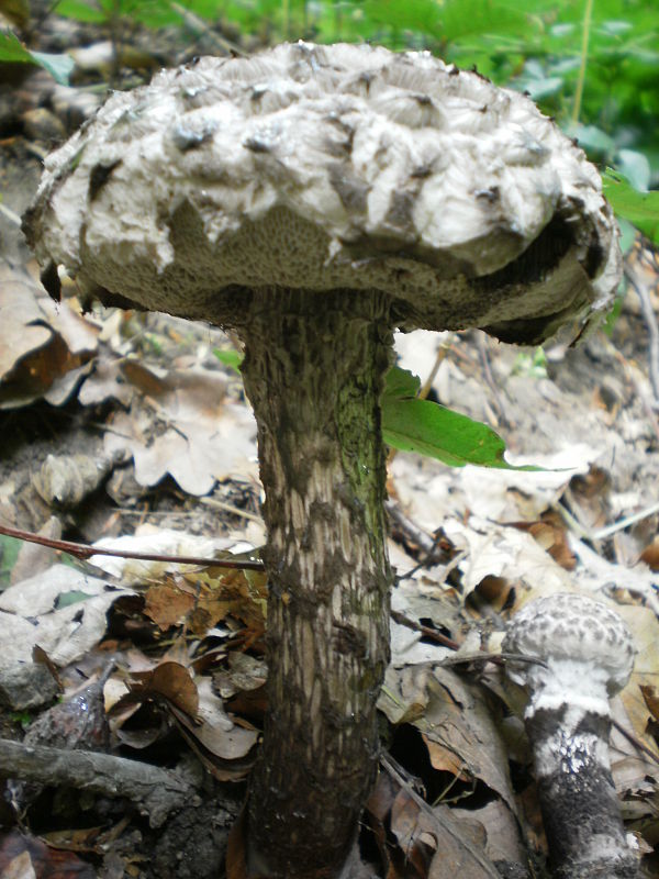 šiškovec šupinatý Strobilomyces strobilaceus (Scop.) Berk.