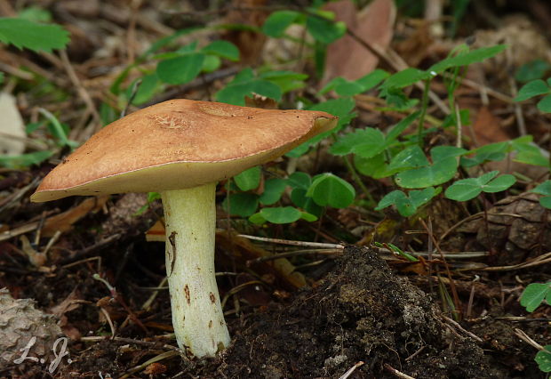 masliak zrnitý Suillus granulatus (L.) Roussel