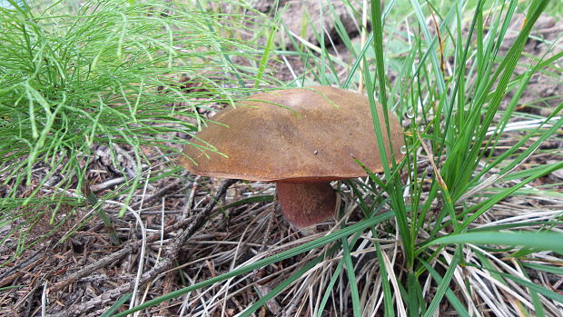 hríb zrnitohlúbikový Sutorius luridiformis (Rostk.) G. Wu & Zhu L. Yang