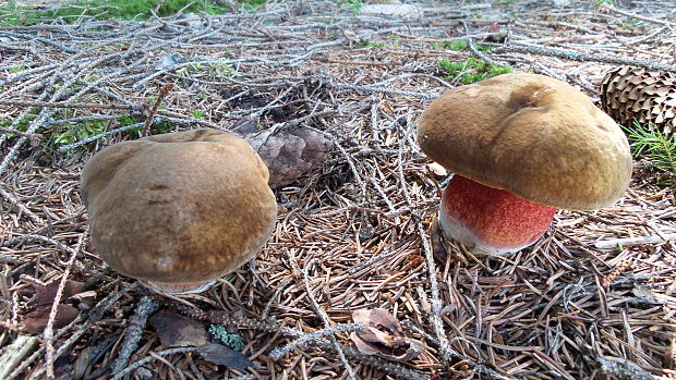 hríb zrnitohlúbikový Sutorius luridiformis (Rostk.) G. Wu & Zhu L. Yang