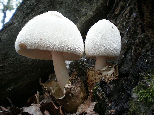 pošvovec stromový Volvariella bombycina (Schaeff.) Singer