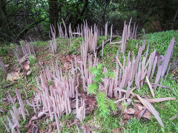 pakyjačik purpurový Alloclavaria purpurea (O.F. Müll.) Dentinger & D.J. McLaughlin