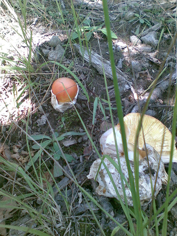 muchotrávka cisárska Amanita caesarea (Scop.) Pers.