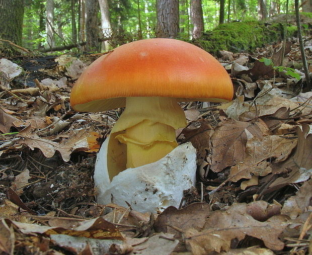 muchotrávka cisárska Amanita caesarea (Scop.) Pers.