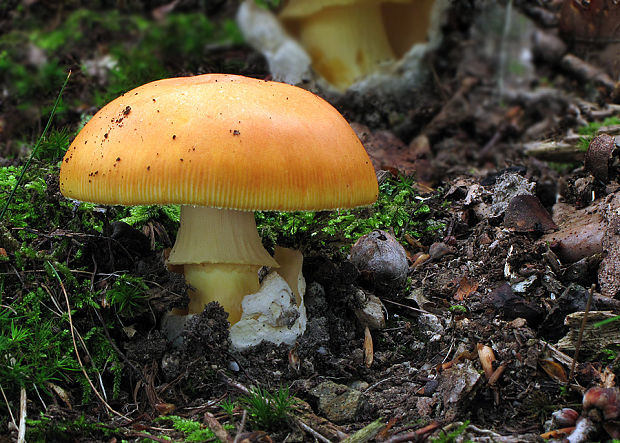 muchotrávka cisárska Amanita caesarea (Scop.) Pers.