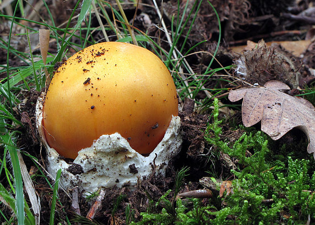 muchotrávka cisárska Amanita caesarea (Scop.) Pers.