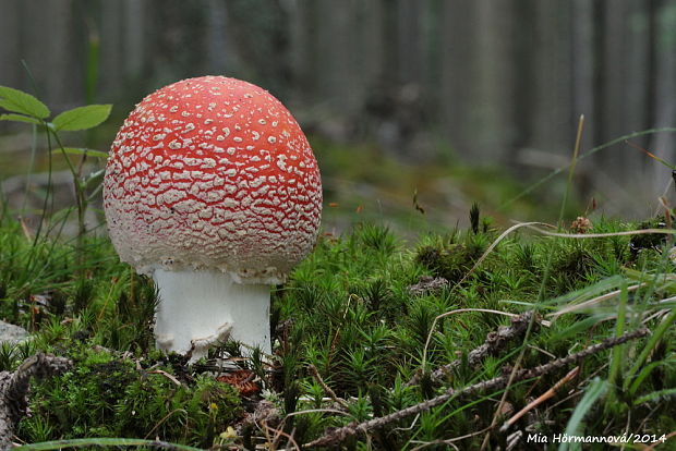 muchotrávka červená Amanita muscaria (L.) Lam.