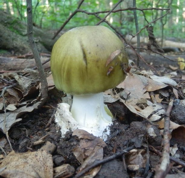 muchotrávka zelená Amanita phalloides (Vaill. ex Fr.) Link