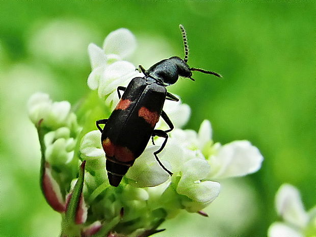 bradavičník Anthocomus fasciatus