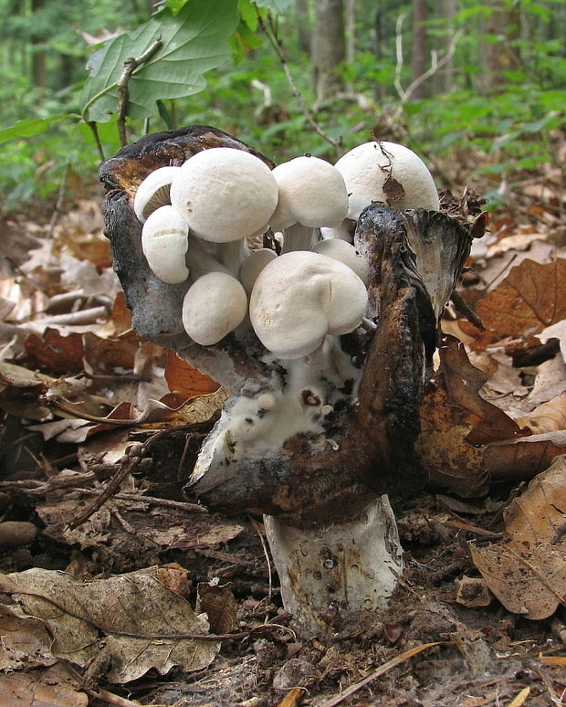 príživnica obyčajná Asterophora parasitica (Bull.) Singer