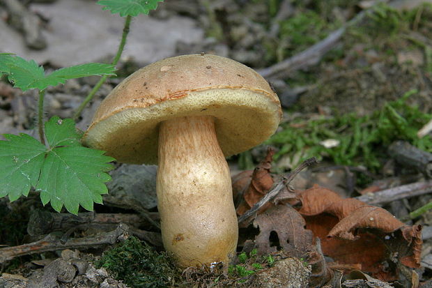 suchohríb moravský Aureoboletus moravicus (Vaček) Klofac