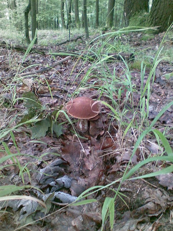 hríb bronzový Boletus aereus Bull. ex Fr.