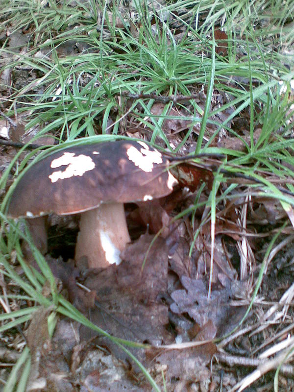 hríb bronzový Boletus aereus Bull. ex Fr.