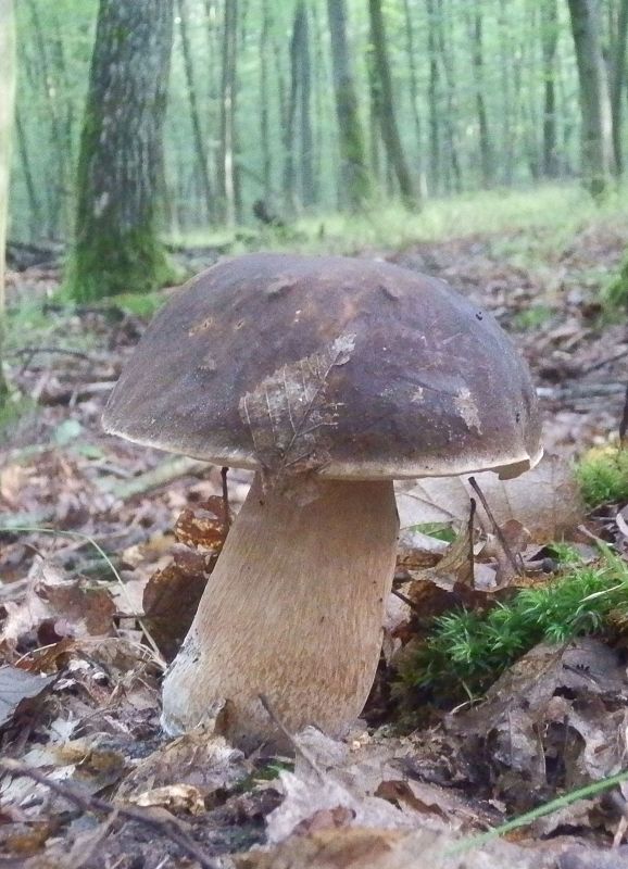 hríb bronzový Boletus aereus Bull. ex Fr.