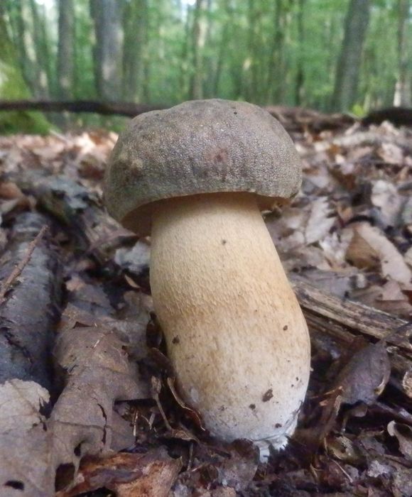 hríb bronzový Boletus aereus Bull. ex Fr.