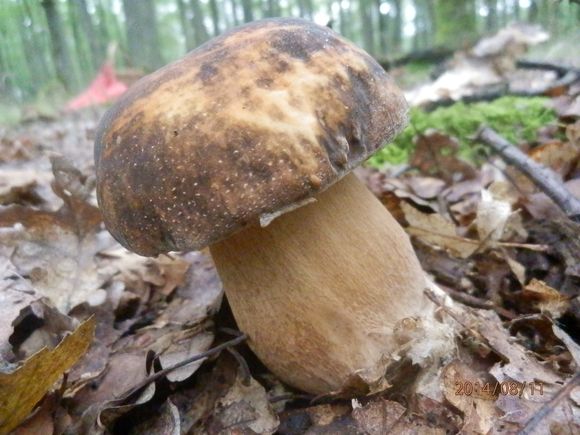 hríb bronzový Boletus aereus Bull. ex Fr.