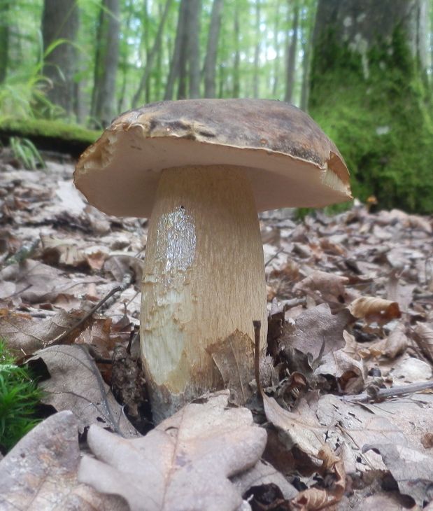 hríb bronzový Boletus aereus Bull. ex Fr.