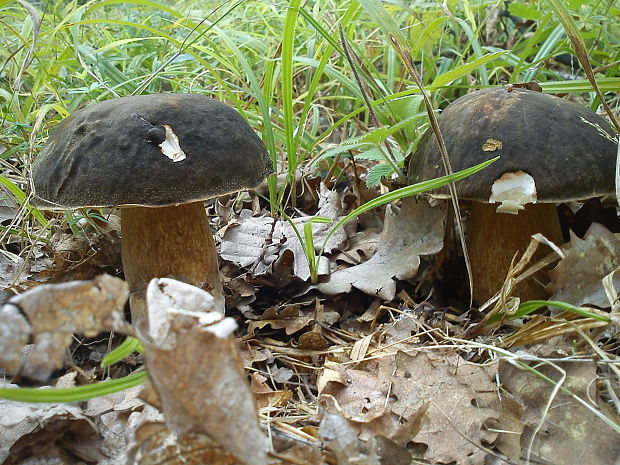 hríb bronzový Boletus aereus Bull. ex Fr.