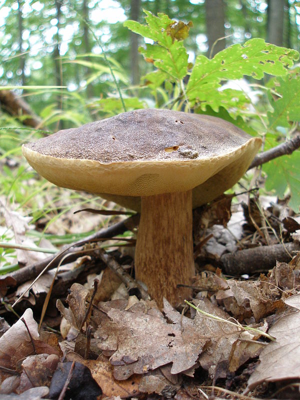 hríb bronzový Boletus aereus Bull. ex Fr.