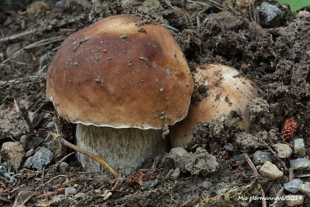 hríb smrekový Boletus edulis Bull.