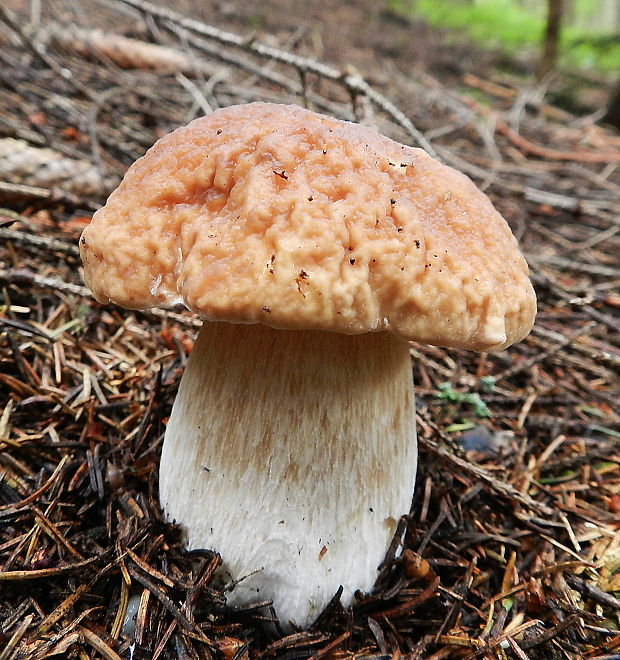 hríb smrekový Boletus edulis Bull.