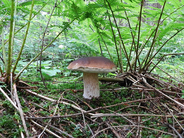 hríb smrekový Boletus edulis Bull.