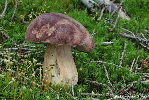 hríb sosnový Boletus pinophilus Pil. et Dermek in Pil.