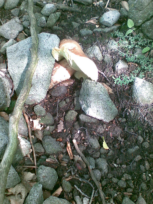 hríb dubový Boletus reticulatus Schaeff.