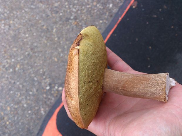 hríb dubový Boletus reticulatus Schaeff.