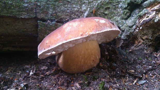 hríb dubový Boletus reticulatus Schaeff.