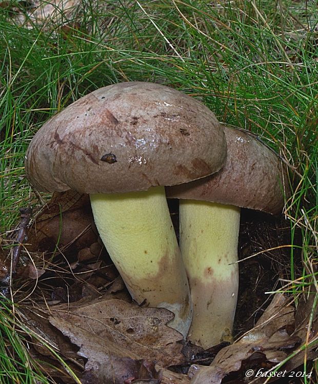 hríb príveskatý Butyriboletus appendiculatus (Schaeff. ex Fr.) Secr.