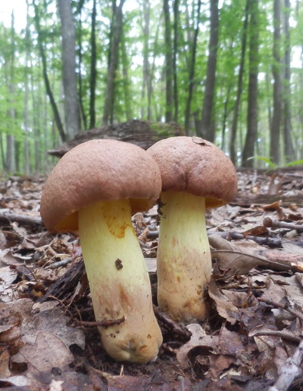 hríb príveskatý Butyriboletus appendiculatus (Schaeff. ex Fr.) Secr.