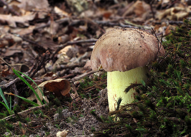 hríb príveskatý Butyriboletus appendiculatus (Schaeff. ex Fr.) Secr.