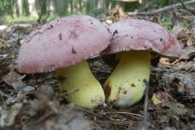 hríb kráľovský Butyriboletus regius (Krombh.) D. Arora & J.L. Frank