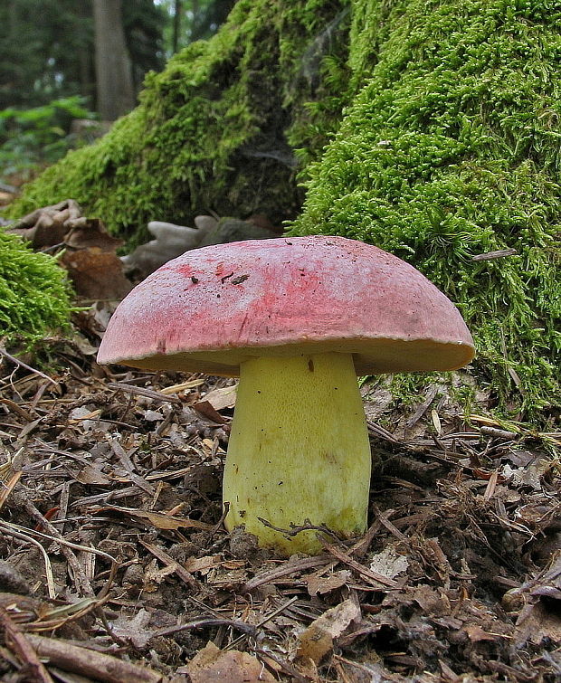 hríb kráľovský Butyriboletus regius (Krombh.) D. Arora & J.L. Frank