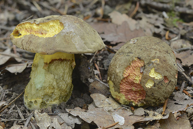 hríb sivoružový Butyriboletus roseogriseus (J. Šutara, M. Graca, M. Kolarík, V. Janda & M. Kríž) Vizzini & Gelardi