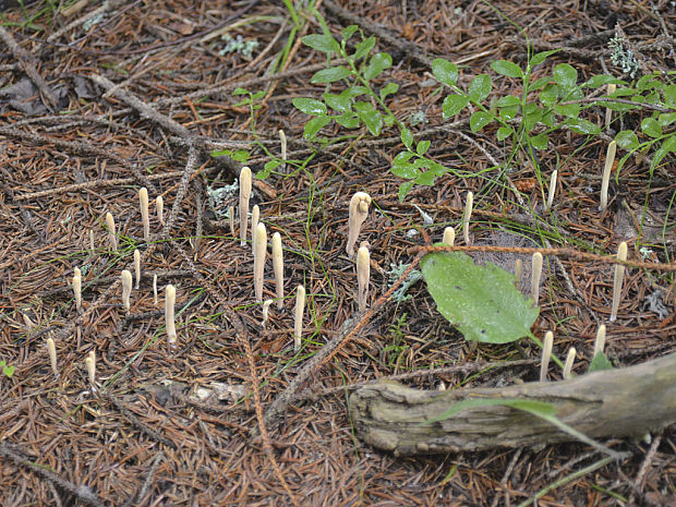 kyjak jazykovitý Clavariadelphus ligula (Schaeff.) Donk