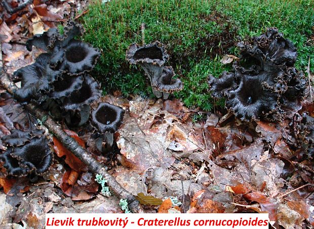 lievik trúbkovitý Craterellus cornucopioides (L.) Pers.