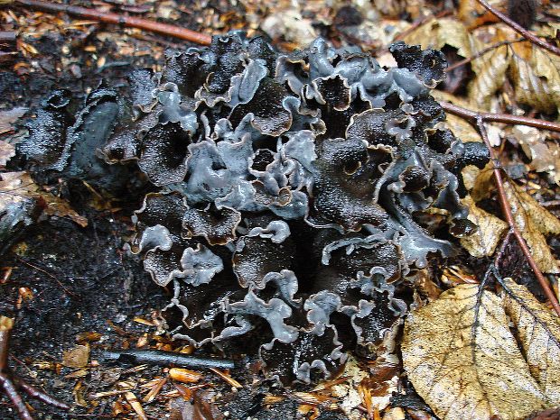 lievik trúbkovitý Craterellus cornucopioides (L.) Pers.