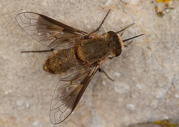 chlpačka Cytherea obscura