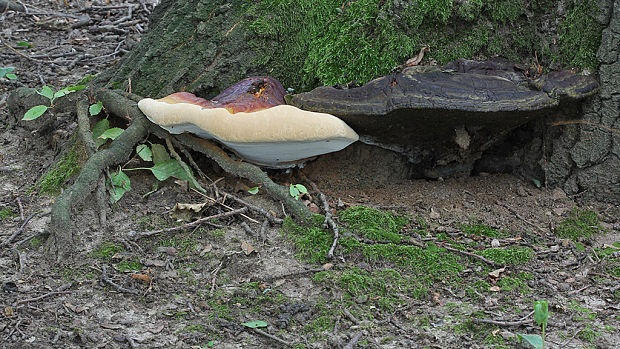 lesklokôrovka živicovitá Ganoderma resinaceum Boud.