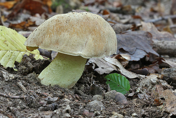 hríb plavý Hemileccinum impolitum (Fr.) Šutara