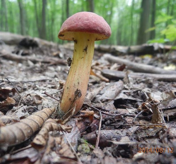 suchohríb karmínový Hortiboletus rubellus (Krombh.) Simonini, Vizzini & Gelardi