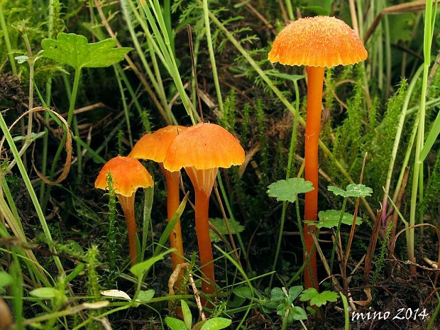 lúčnica kuriatkovitá Hygrocybe lepida Arnolds