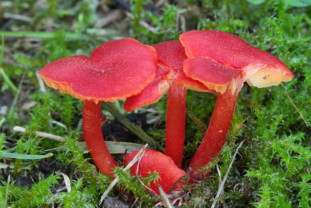 lúčnica krvavá Hygrocybe miniata (Fr.) P. Kumm.